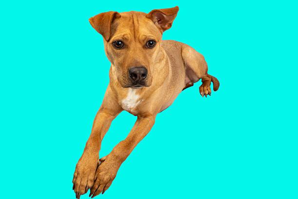 Tan mixed-breed dog with muscular build leaping forward, displaying athletic movement. Bright turquoise background highlights dog's dynamic posture and warm fur tones. Dog appears alert and ready for action, with front paws extended mid-jump.