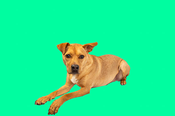 stray dogs