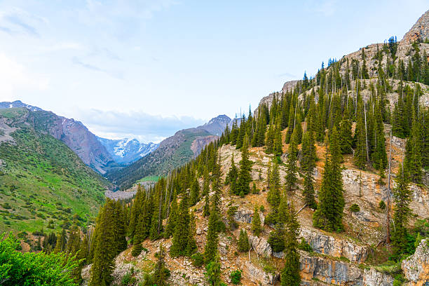 istock Steep mountain slope covered with evergreen pine trees 2248469912