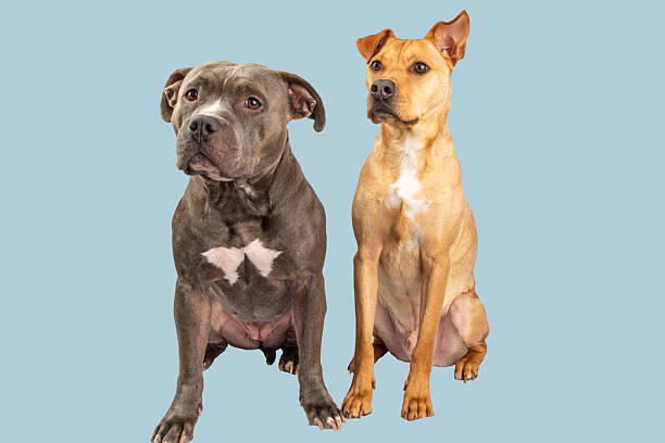 Illustration of a mix between two breeds of dog - Border collie and Jack russell terrier giving birth to a Border Jack