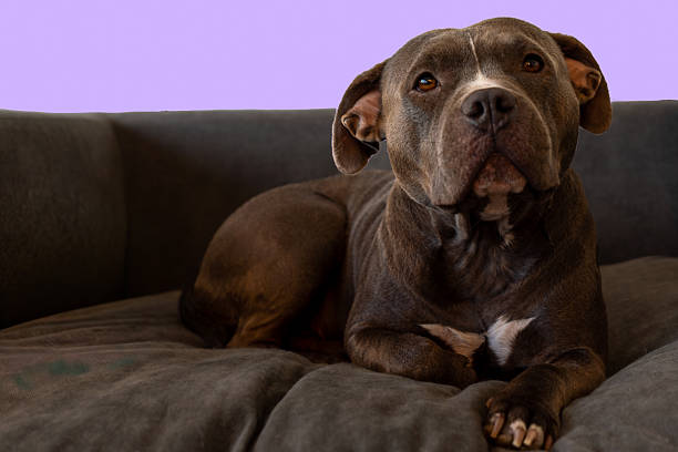 A muscular gray pitbull with a white chest marking sits on a dark green couch against a soft purple background. The dog appears relaxed and alert, with a strong, broad head and attentive expression, positioned in a comfortable indoor setting.