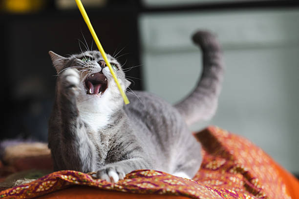 Young domestic cat is playing in domestic room while lying at home.
