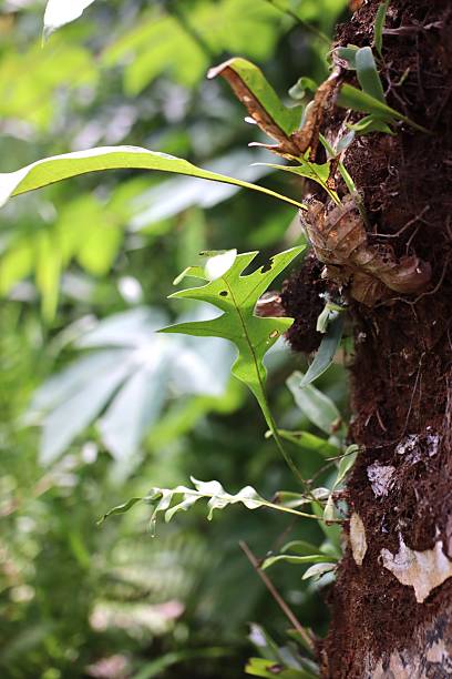 istock Oak Leaf Fern Fronds Growing on Rough Tree Trunk 2248472284