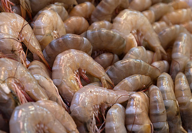 fresh shrimps. Sold at fish markets.