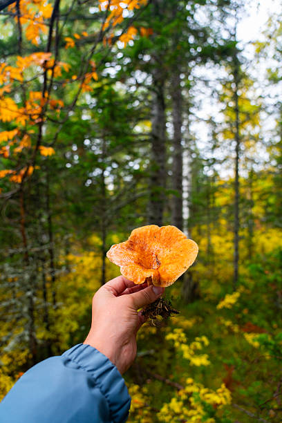 A hand is holding a large, funnel-shaped, orange mushroom mycelium visible in a forest with vibrant yellow and green autumn foliage