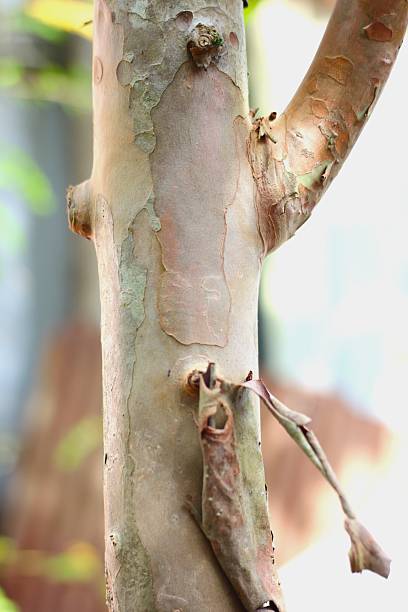 istock Smooth and Mottled Texture of Guava Tree Trunk Bark 2248472415
