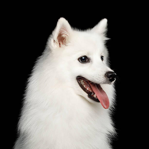 istock Japanese Spitz dog isolated on black background 2248472928