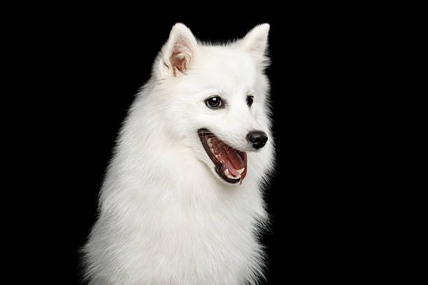 istock Japanese Spitz dog isolated on black background 2248473017