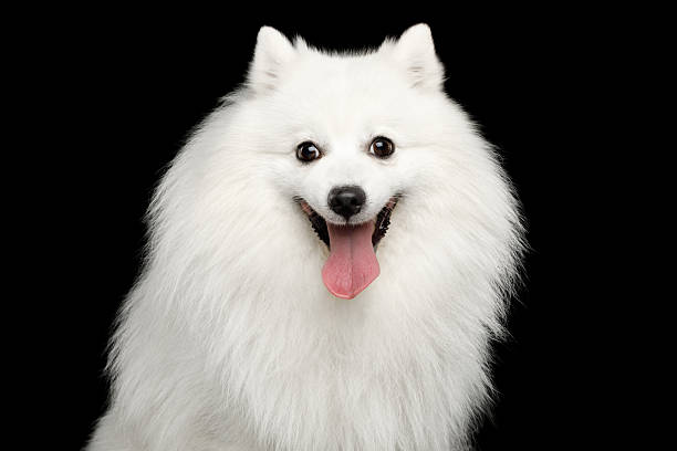 istock Japanese Spitz dog isolated on black background 2248473040