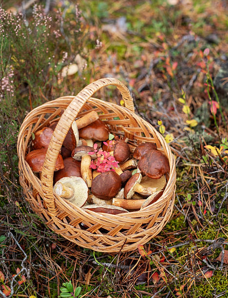 istock Wicker basket filled with wild edible mushrooms in forest 2248473390