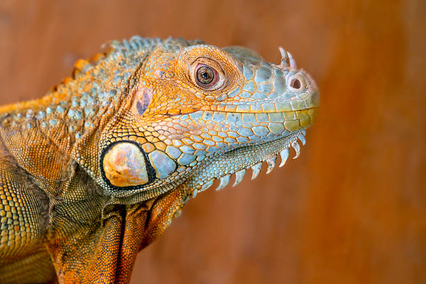 istock The common green iguana (Iguana iguana), the American iguana. 2248474014