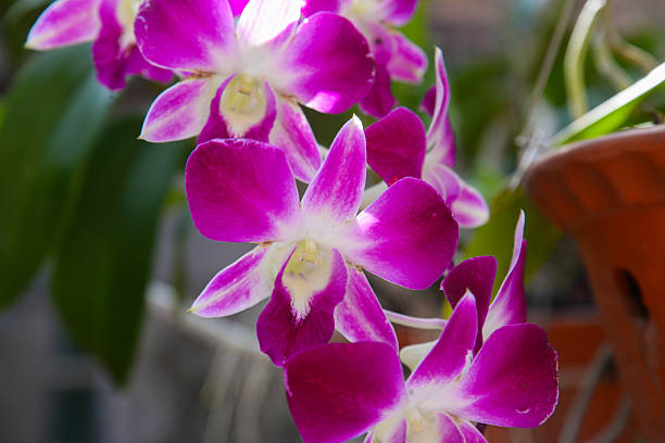 bunch of beautiful purple moth orchids