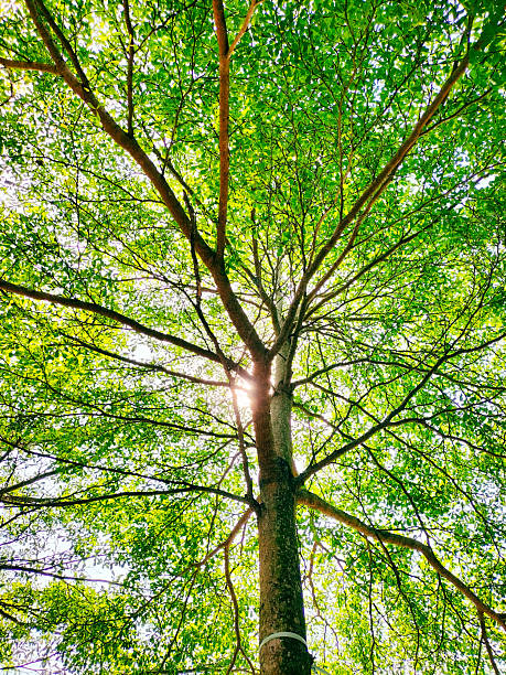A towering tree viewed from below, with golden-green leaves glowing under soft sunlight and a dreamy blue-purple sky, highlighting nature’s elegance and vertical grandeur.