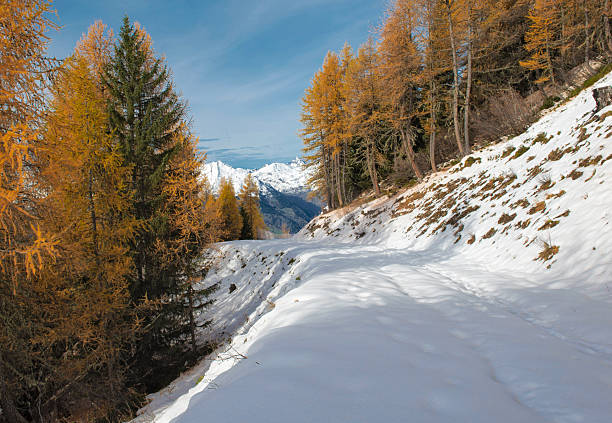 larch forest with golden needles bordering a path covered in snow ski slope winter and mountain peak in the background in tarentaise valley european alps