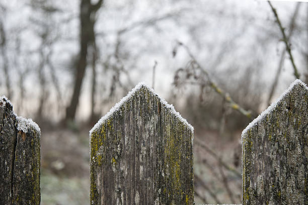 Weathered wooden fence posts edge a quiet, wintry woodland, their surfaces coated in frost and patches of moss. A tranquil, rustic scene that evokes cold mornings and rural boundaries.