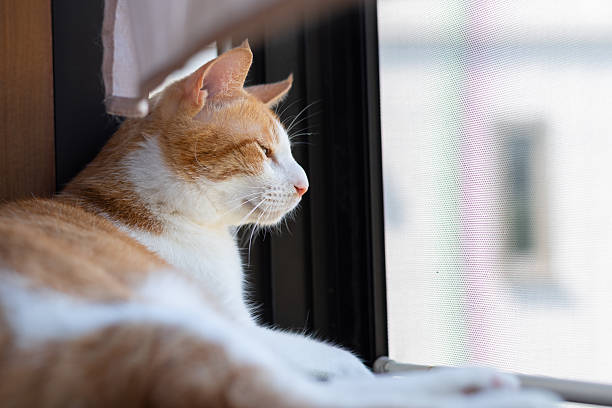 istock The back view of a cute cat looking out the window 2248479578