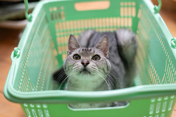 Cute cat relaxing in a basket
