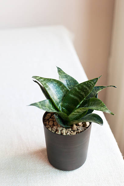 istock Vertical Sansevieria in Dark Pot on Beige Table Indoors 2248480001
