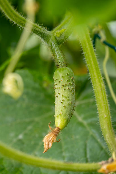 istock Close-up view of a gherkin covered with small spines. 2248480022