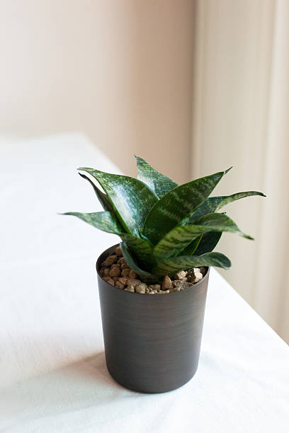 istock Sansevieria Snake Plant in Brown Pot by Sunlit Window 2248480023