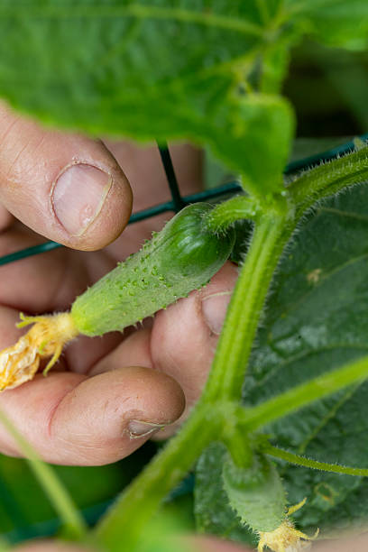 istock Close-up view of a gherkin covered with small spines. 2248480024