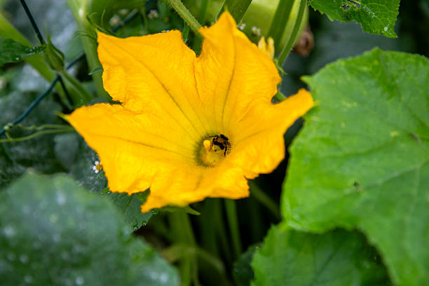 istock Close-up, slightly elevated view of a bright yellow spaghetti squash flower (Cucurbita pepo). 2248480053