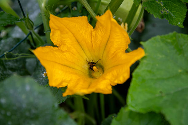 istock Close-up, slightly elevated view of a bright yellow spaghetti squash flower (Cucurbita pepo). 2248480054