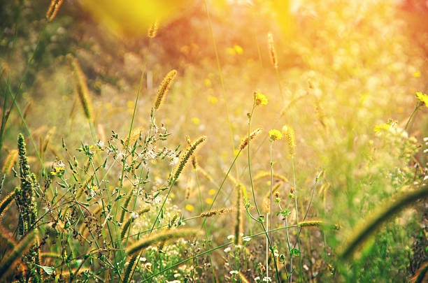 istock Wild meadow flowers on evening sunlight background. 2248483674