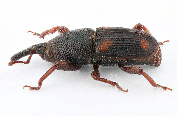 Maize weevil, Sitophilus zeamais, one of the most serious pests affecting stored cereal grains worldwide. Adult specimen isolated on a white background.