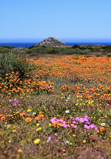 istock Vibrant wildflower field with distant hill and ocean. 2248485249