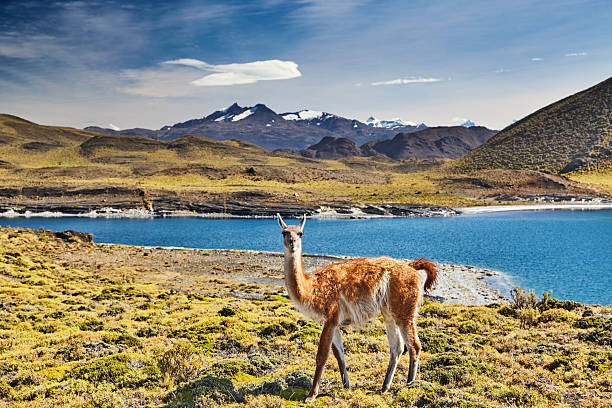 Guanaco in Torres del Paine National Park, Patagonia, Chile