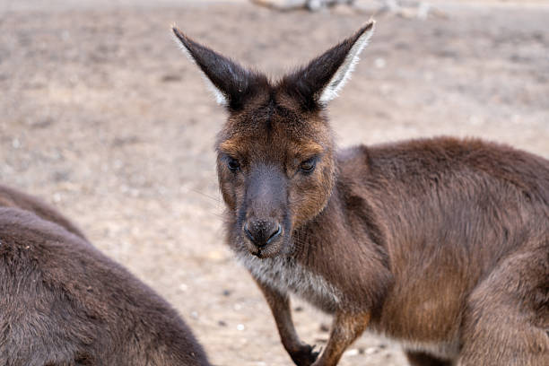 istock Kangaroos standing on dry ground on Kangaroo Island, Australia 2248487159