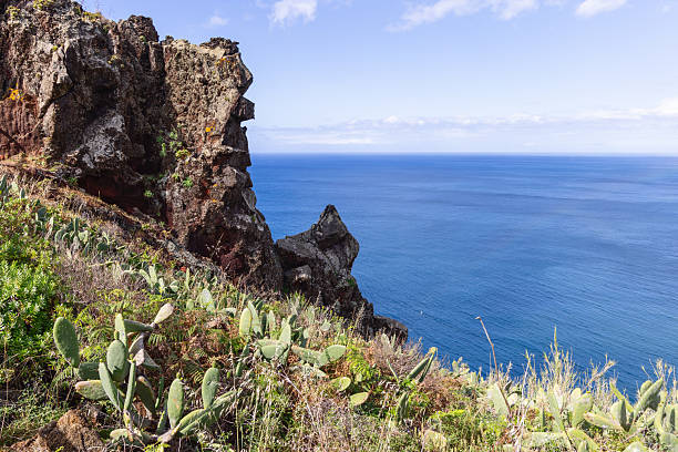 Rocky Atlantic coast at Garajau Madeira, rugged volcanic cliffs with green cactus and coastal plants above the calm deep blue ocean