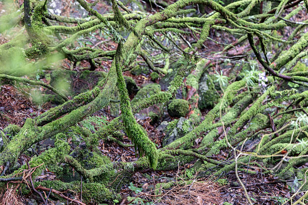 Moss covered branches in the laurel forest of Madeira, dense green textures weave over wet wood and stones creating a humid natural pattern after rainfall