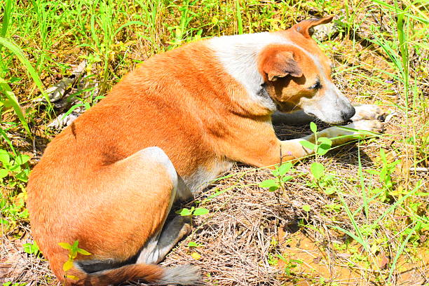istock Random Clicks from a Sri Lankan Garden 2248488859