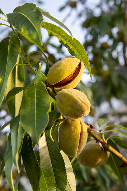 istock Almonds about to ripen on an almond tree branch. 2248489285