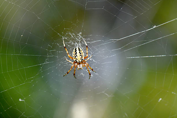 istock Yellow and Black Orb-weaver Spider Centered in its Intricate Web 2248489544