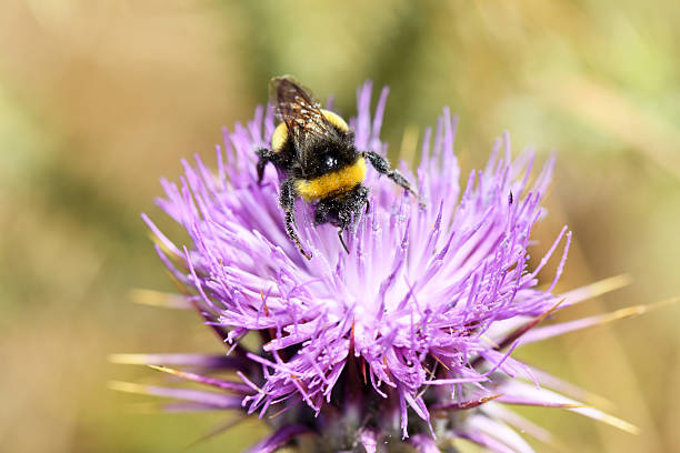 istock Busy Bumblebee Pollinating a Vibrant Purple Spiky Thistle Flower 2248489583