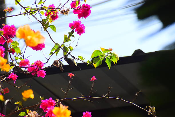istock Random Clicks from a Sri Lankan Garden 2248491630