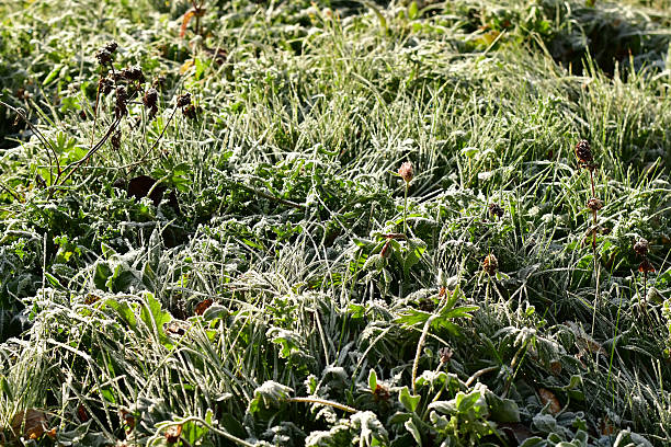 istock hoarfrost on grass and herbs in winter 2248492580