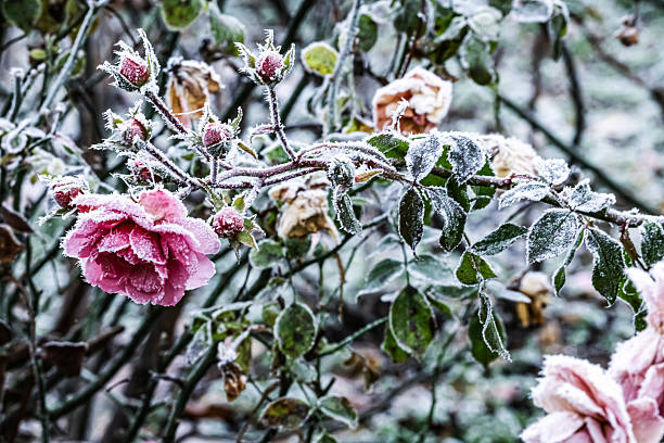 Frozen rose covered by white crystals of rime ice on a defocused background. Beautiful bokeh light.