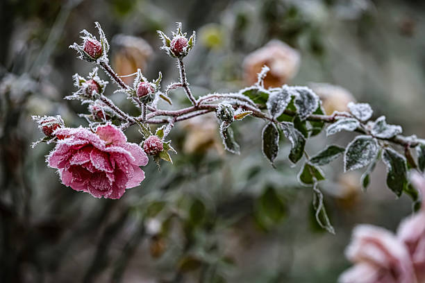 istock Frozen Rose Flower with Hoarfrost-Covered Buds 2248493323