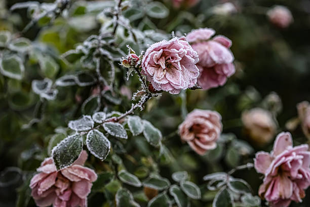 istock Frosted Pink and Red Roses Closeup Detail 2248493380