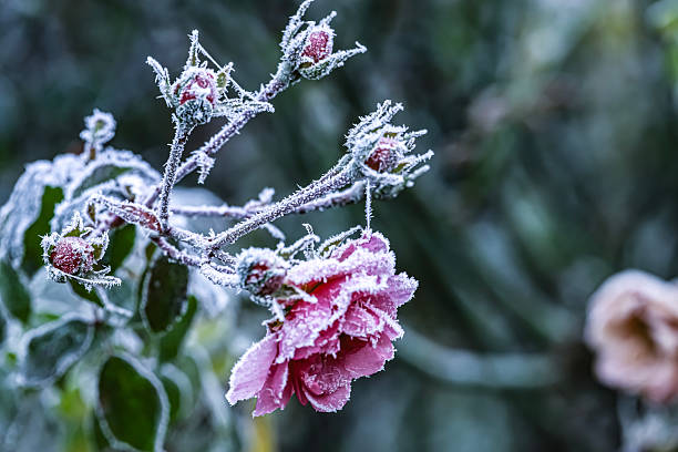 istock Close-up Frosted Pink Rose Branch with Buds 2248493457