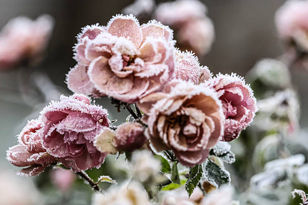 istock Pink Roses Covered with Winter Frost Crystals 2248493458
