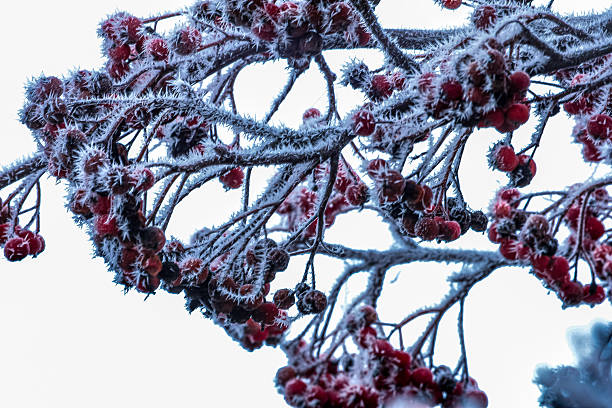 Branch with red berries covered in thick white frost and ice crystals, creating a cold winter atmosphere.