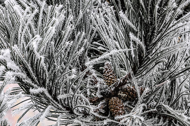 istock Frosted Branch of Twisted Pine Tree 2248493824