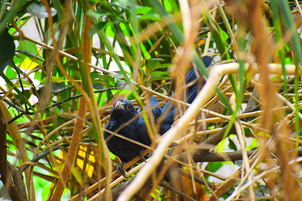 random clicks from a Sri Lankan garden showcasing natural greenery, tropical plants, flowers, leaves, and outdoor textures. Captures the peaceful atmosphere, vibrant nature, and organic details found in a home garden environment. Ideal for themes of tropical landscapes, biodiversity, calmness, and natural beauty.
