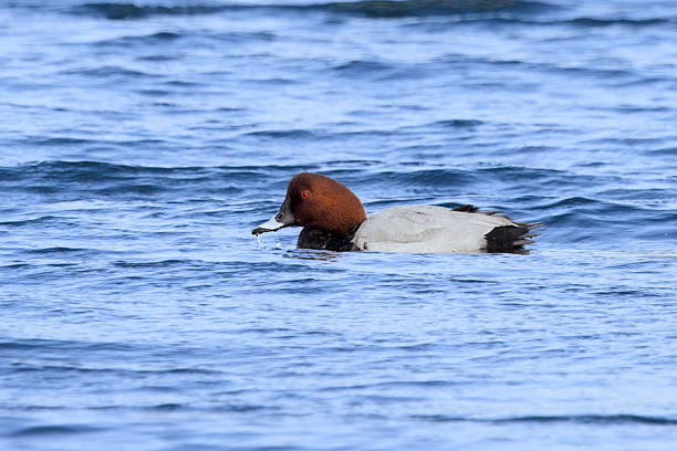 istock European Pochard (Aythya ferina) 2248494762