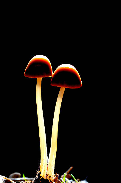 istock Two Mushrooms on Black Background with Dramatic Backlight – Macro Nature Concept 2248494880